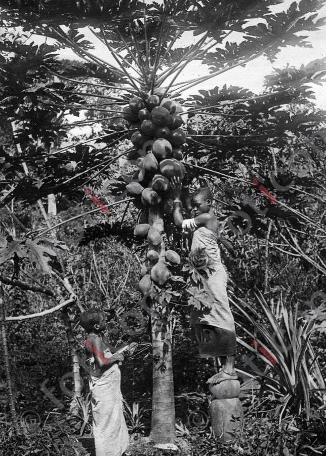 Melonenbaum | Melon tree - Foto foticon-simon-192-027-sw.jpg | foticon.de - Bilddatenbank für Motive aus Geschichte und Kultur